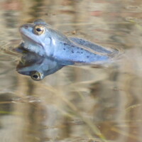Blaulicher Moorfrosch in flachem Wasser, Kopf und Augen sichtbar