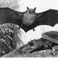 Zeichnung einer Fledermaus