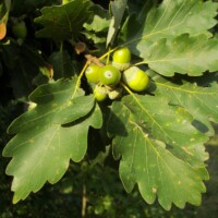 Traubeneiche; Foto: Nikanos (Wikimedia Commons)