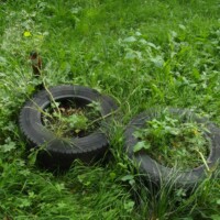 Kartoffelpflanzen wachsen aus schwarzen Autoreifen in einer grünen Gartenwiese