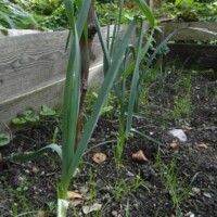 Porree-Pflanzen mit langen grünen Blättern in Hochbeet