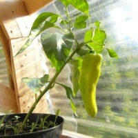 Spitzpaprika-Frucht gelblich reif an Pflanze im Gewächshaus