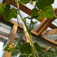 Schlangengurken-Ranken mit Blüten an Spalier im Gewächshaus