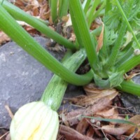 Zucchini-Jungpflanzen der Sorte Cocozelle von Tripolis