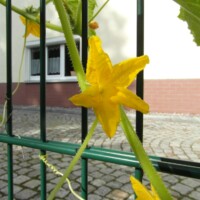Gelbe fünfblättrige Gurkenblüten blühen an Ranken hinter Gartenzaun