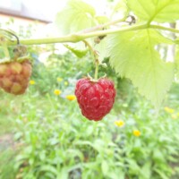 Reife rote Himbeeren an Sträuchern mit grünem Laub