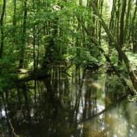 Schwärze zwischen Spechthausen und Eberswalde