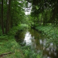 Finow im Wald