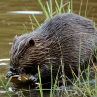 Biber im Wasser mit Schilfgras, Nahaufnahme des Kopfes mit Schneidezähnen