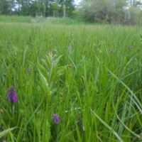 Wiese Eichwerder - Orchideen (2)
