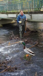 Stockente in flachem Wasser, daneben Person in Wathose mit Holzstab
