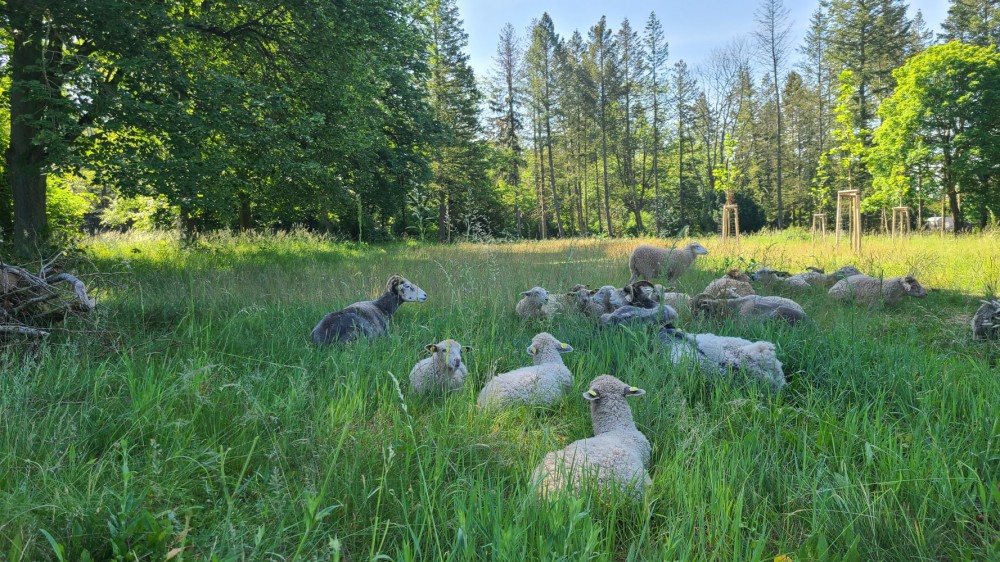 Landschaftspflege – Tradition trifft Natur schafe 1