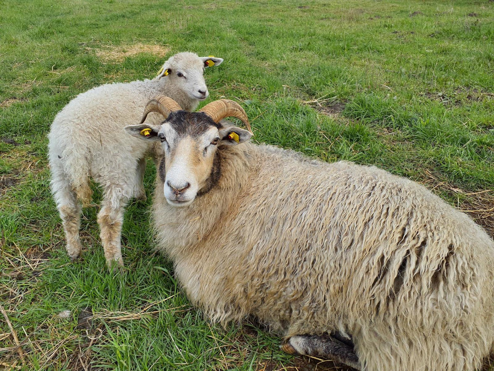 Landschaftspflege – Tradition trifft Natur schafe 2