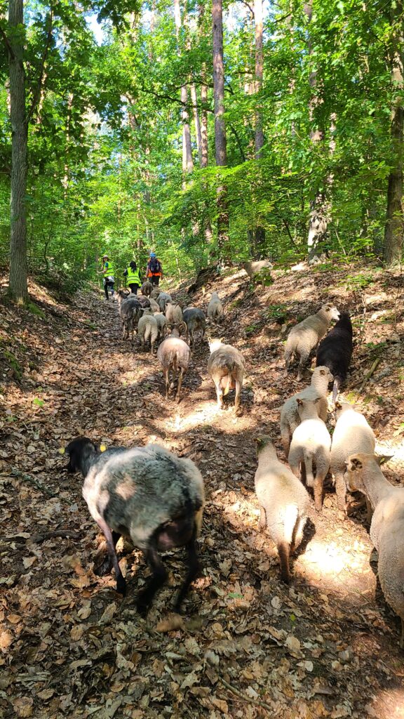 Landschaftspflege – Tradition trifft Natur schafe 6