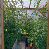 Gewächshaus mit Tomatenpflanzen