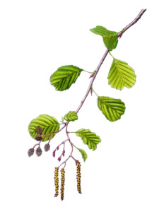 Illustration: Blätter und Früchte der Schwarzerle