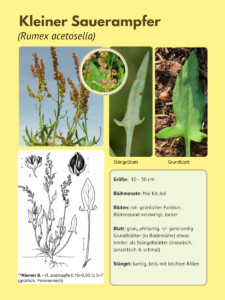 Eine Seite mit Bilder und Texten zum Kleinen Sauerampfer
