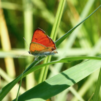 Ein leuchtendroter Schmetterling