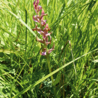Eine Orchidee mit lila Blüten