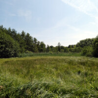 Ausblick auf eine Wiese