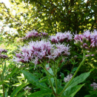 Eine Pflanze mit hellvioletten Blüten