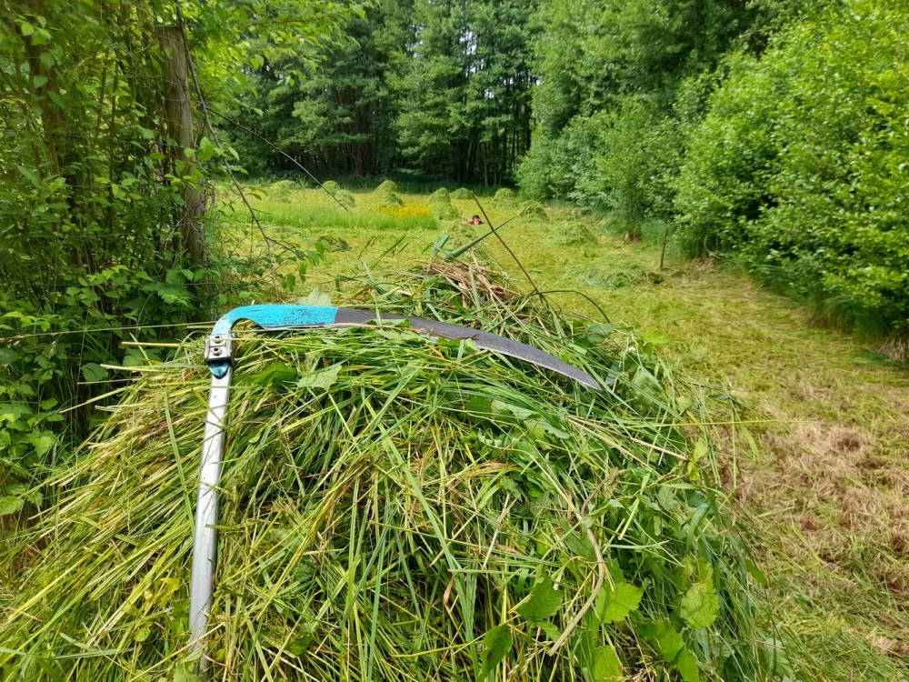 Eine Sense liegt auf einem Haufen Mahdgut am Rand einer saftigen Wiese.