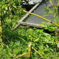 Eine Weidenhecke mit Fraßspuren vom Biber