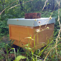 Ein Bienenstock