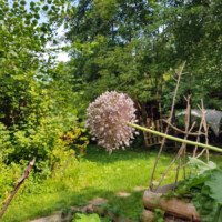 Eine Zwiebelblüte in Großaufnahme