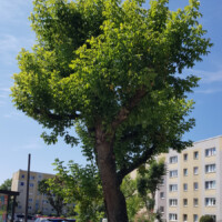 Gekappter Baum mit Neuaustrieb