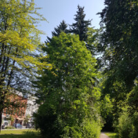 Walnussbaum im Park
