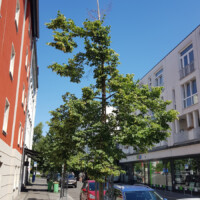 Eine Linde mit abgestorbener Triebspitze