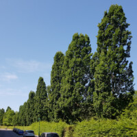 Eine Baumreihe am Rand des Parks