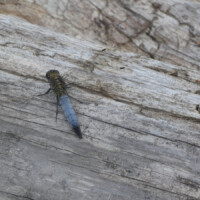 Eine Libelle mit blauem Hinterleib sitzt auf Holz