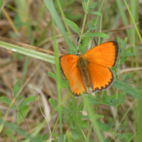 Ein leuchtend oranger Schmetterling