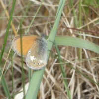 Ein unscheinbarer beiger Schmetterling