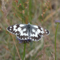 Ein schwarz-weiß gefleckter Schmetterling