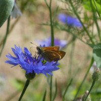Ein rotbrauner Schmetterling auf einer Kornblumenblüte