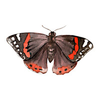 Illustration: ein Schmetterling mit ausgebreiteten Flügeln