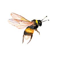 Illustration: eine Biene im Flug