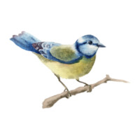 Illustration: eine Blaumeise sitzt auf einem Zweig