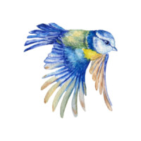 Illustration: eine Blaumeise im Flug