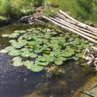 Kleiner Gartenteich mit Seerosen und Baumstämmen am Ufer
