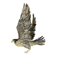 Illustration: ein Falke mit erhobenen Schwingen