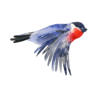 Illustration: ein blau-schwarz-roter Vogel im Flug