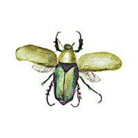 Illustration: ein grün-gold-glänzender Käfer mit ausgebreiteten Flügeln