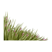 Illustration: Grasbüschel