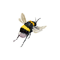 Illustration: eine Hummel im Flug