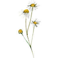 Illustration: ein Stengel der Kamille mit Blüten