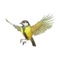 Illustration: eine Kohlmeise im Flug